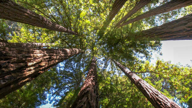 How Our Tree Care Process Works  in  Ucon, ID