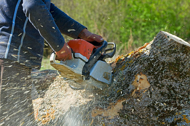 Reliable Ucon, ID Tree Services Solutions